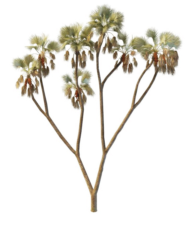 Doum palm gingerbread tree 3d rendering