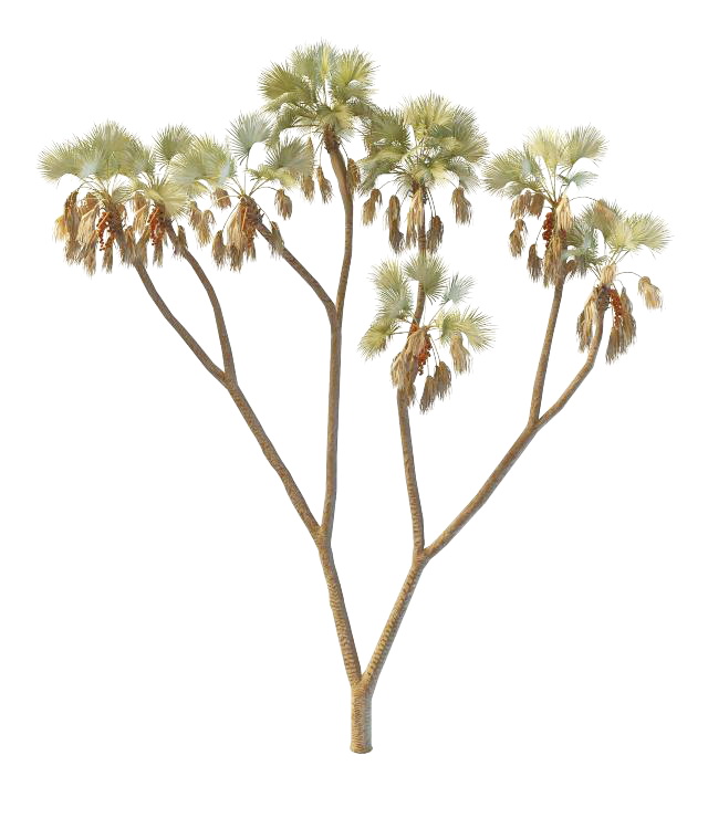 Doum palm gingerbread tree 3d rendering