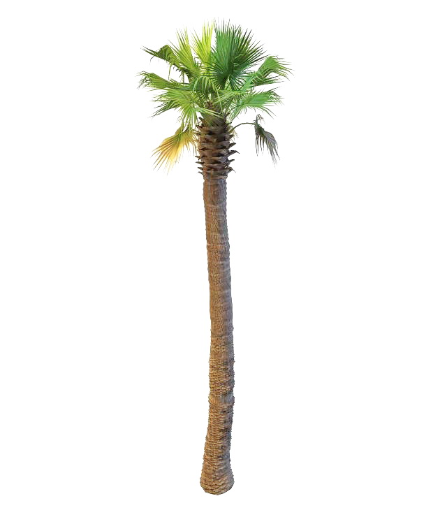 Asian fan palm 3d rendering
