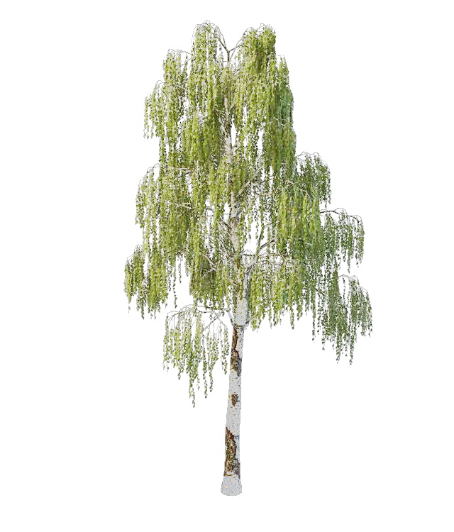 Warty birch tree 3d rendering