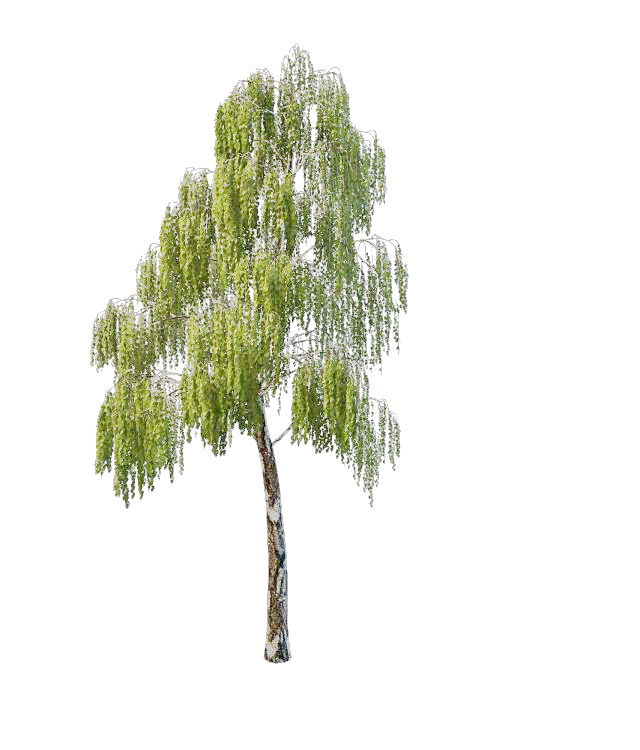 Warty birch tree 3d rendering