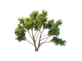 Many branched tree 3d model preview