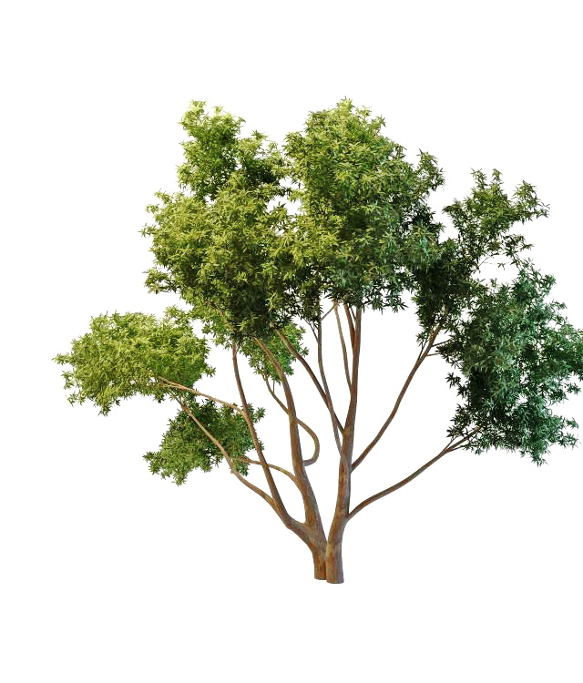 Many branched tree 3d rendering