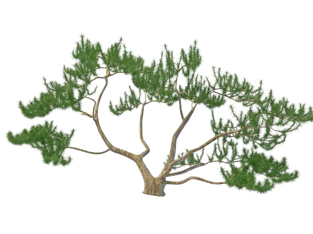 Scrub mountain pine 3d rendering