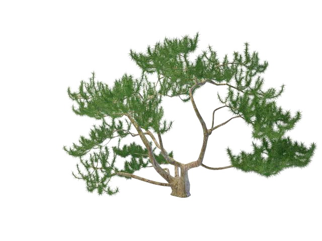 Scrub mountain pine 3d rendering