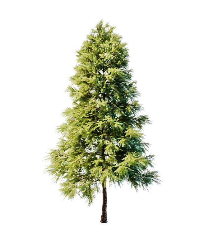 Ornamental scots pine 3d rendering