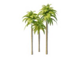 South America royal palms 3d model preview