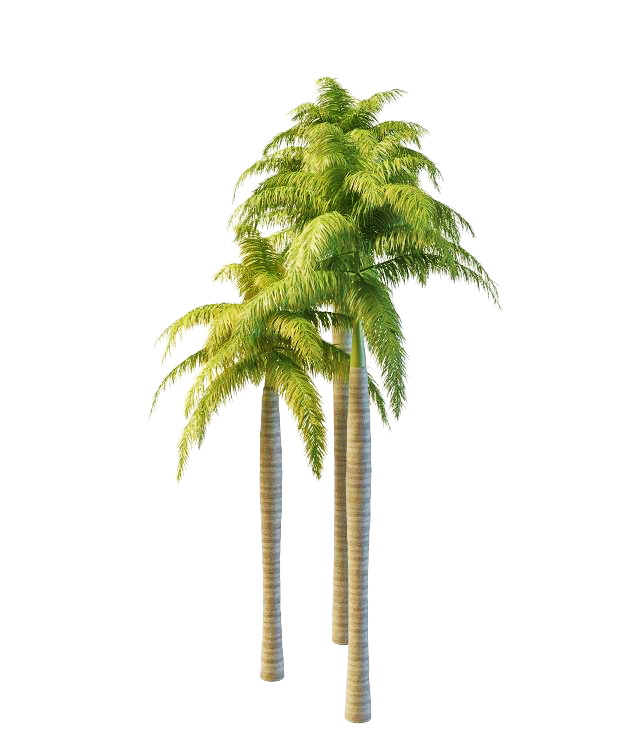 South America royal palms 3d rendering