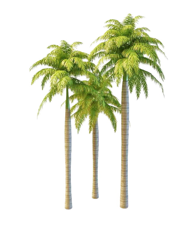 South America royal palms 3d rendering