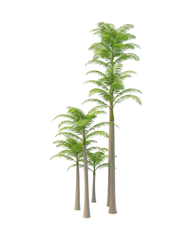 Australia alexander palm trees 3d rendering