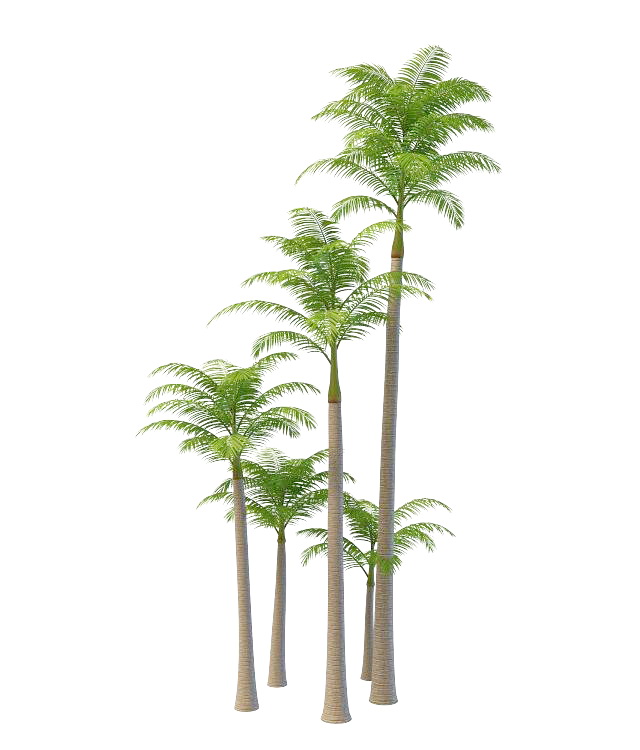 Australia alexander palm trees 3d rendering