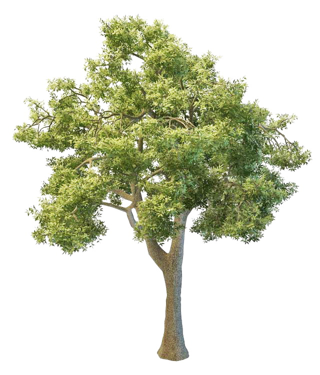Giant ash tree 3d rendering