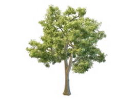 Giant ash tree 3d model preview