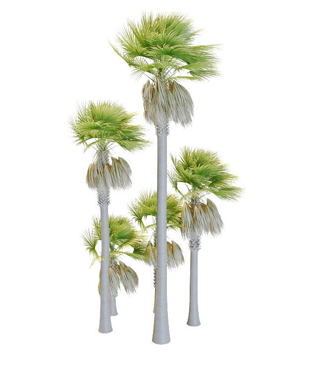 Varieties of palmyra palm trees 3d rendering