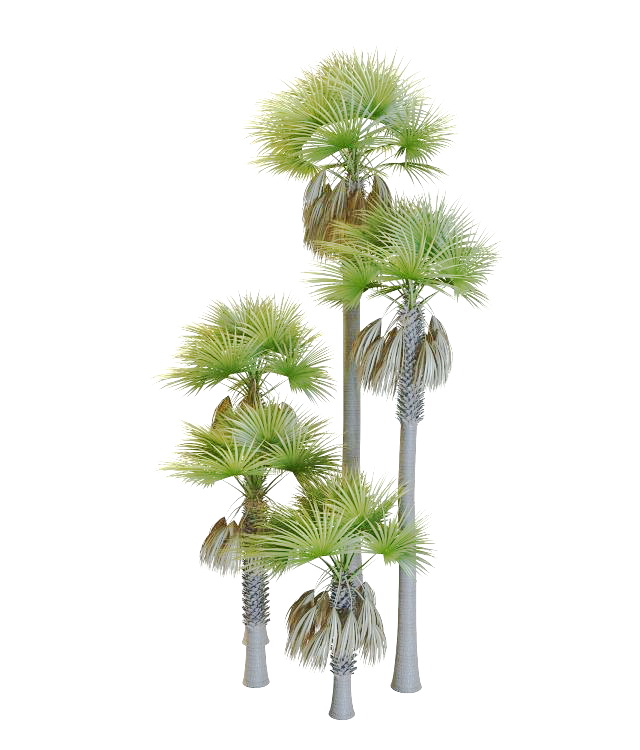 Varieties of palmyra palm trees 3d rendering