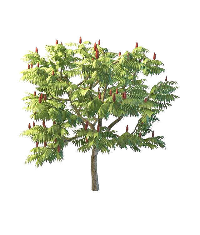 Staghorn sumac tree 3d rendering