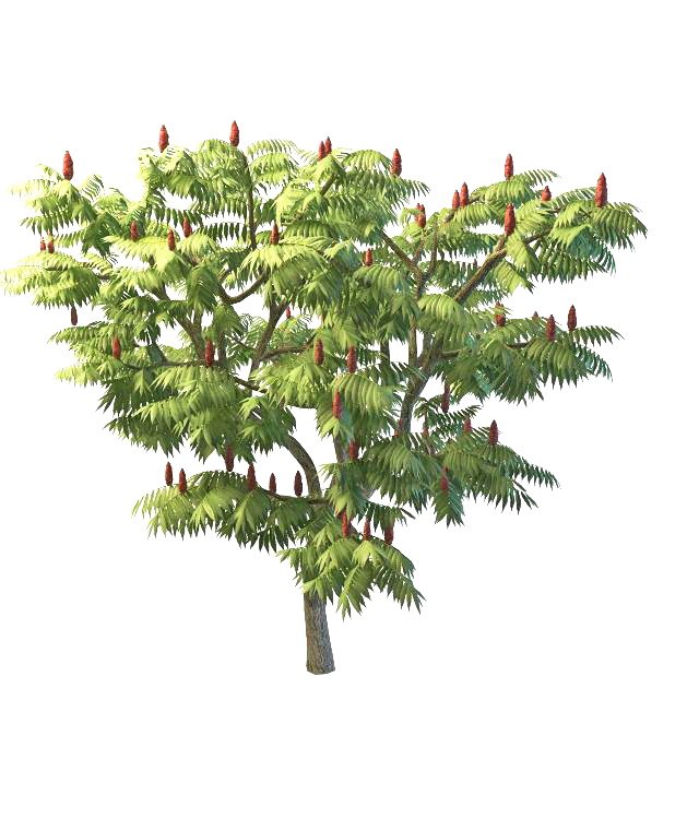 Staghorn sumac tree 3d rendering