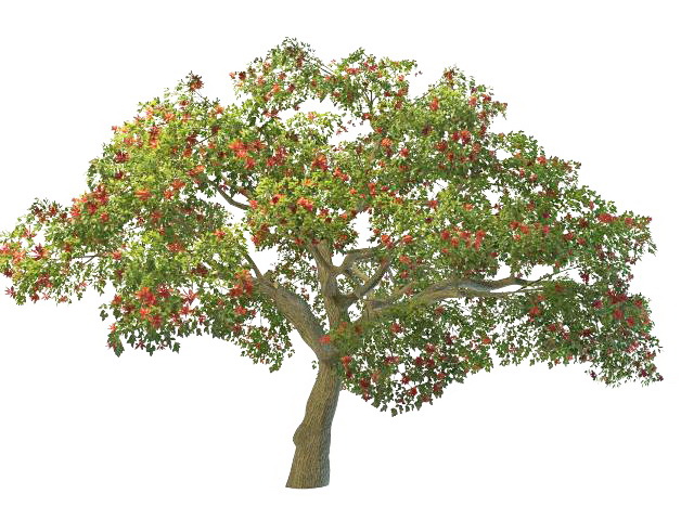 Coral tree with red flowers 3d rendering