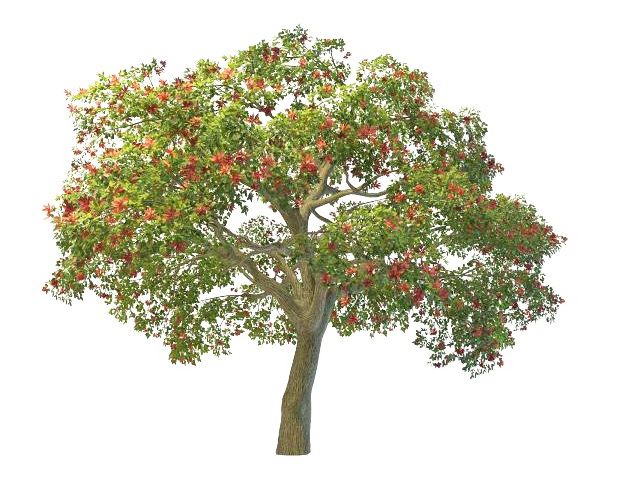 Coral tree with red flowers 3d rendering