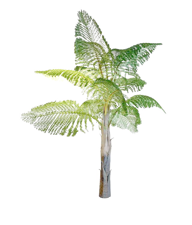 South America queen palm tree 3d rendering