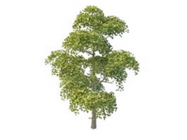 Chinese necklace poplar tree 3d model preview