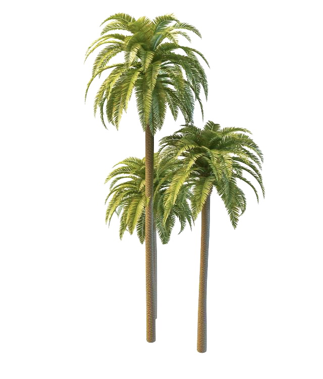 Phoenix date palm trees 3d rendering