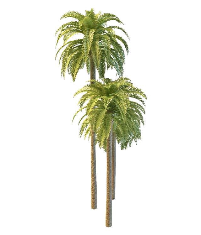 Phoenix date palm trees 3d rendering