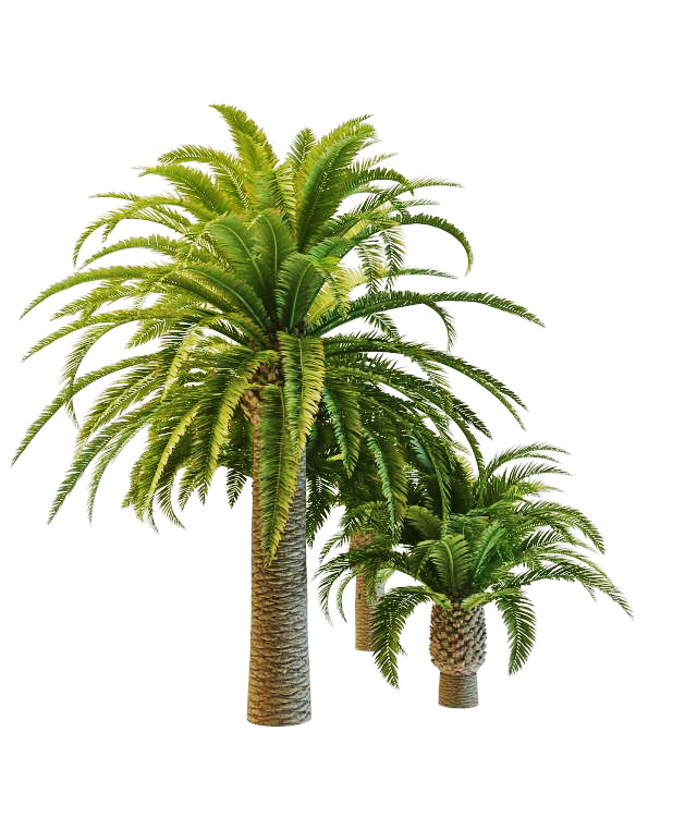Varieties of pineapple palm trees 3d rendering