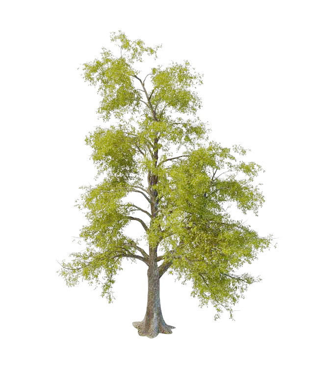 Stringy gum tree 3d rendering