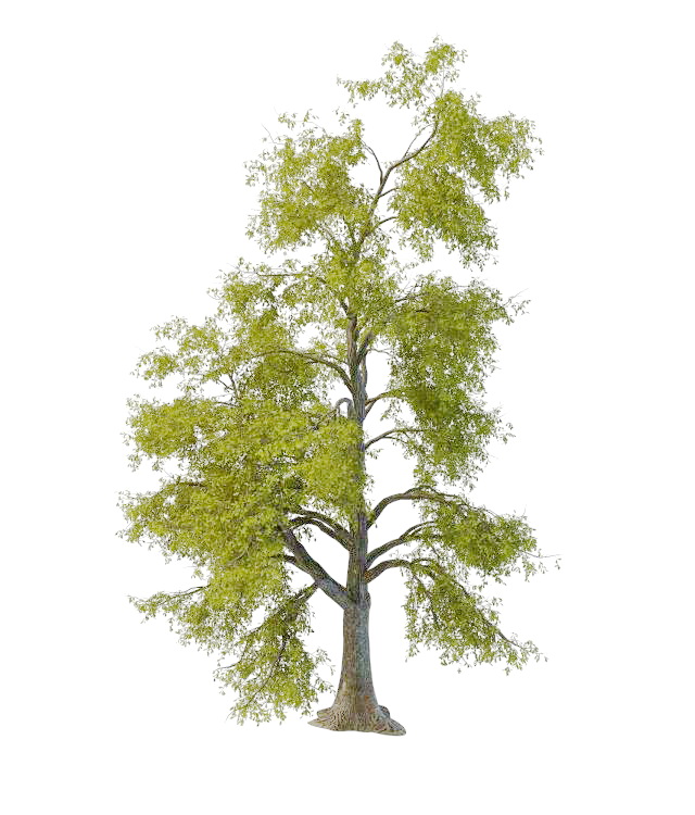Stringy gum tree 3d rendering