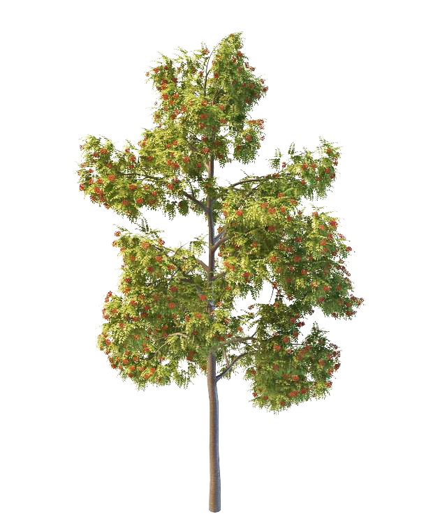 European red rowan tree 3d rendering