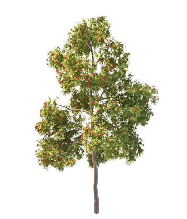 European red rowan tree 3d rendering