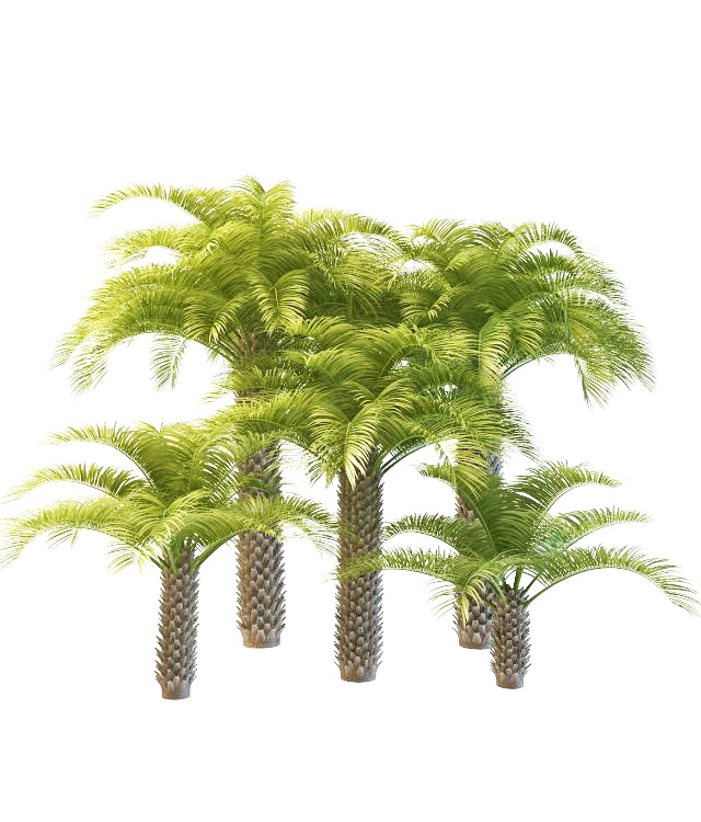 Varieties of cabbage palm 3d rendering