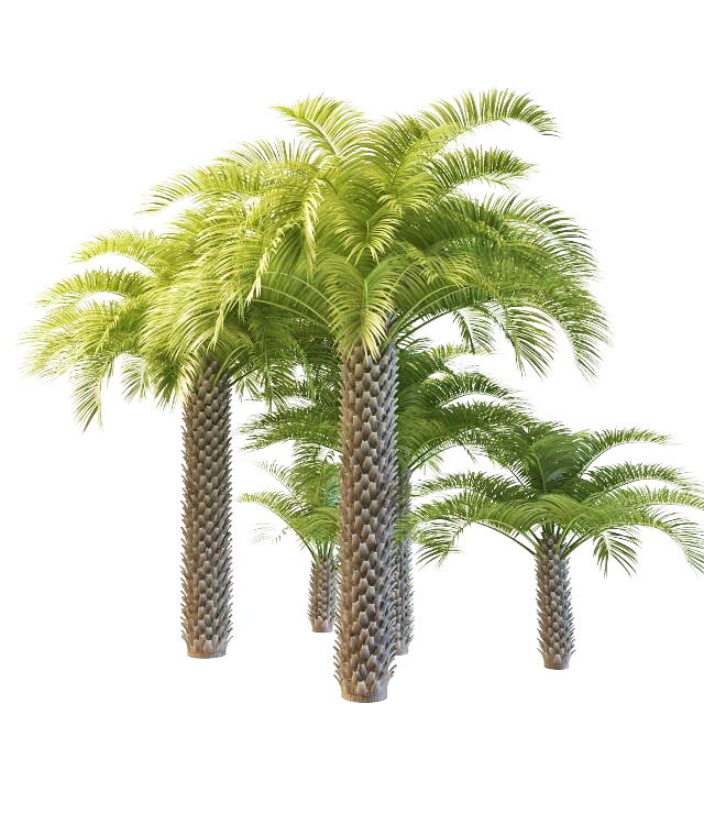 Varieties of cabbage palm 3d rendering