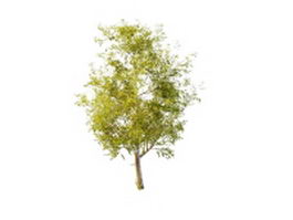 Balsam poplar tree 3d model preview