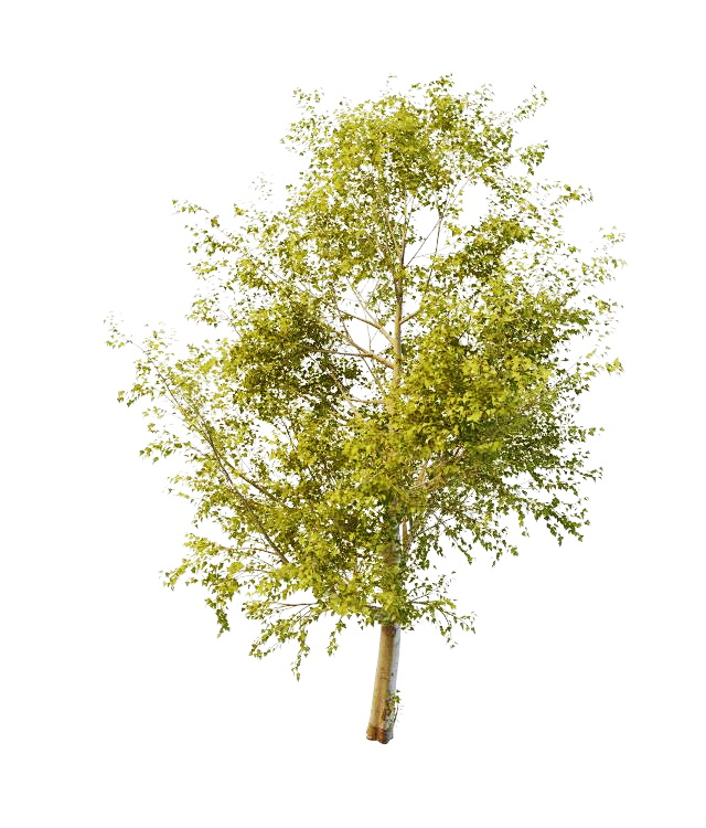 Balsam poplar tree 3d rendering