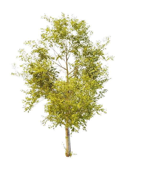 Balsam poplar tree 3d rendering