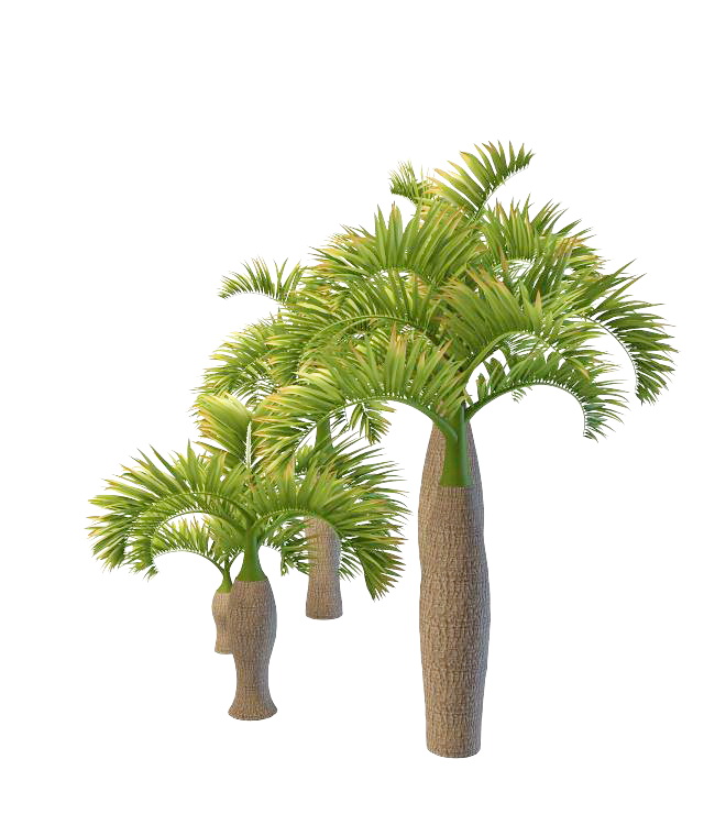 Varieties of bottle palm tree 3d rendering