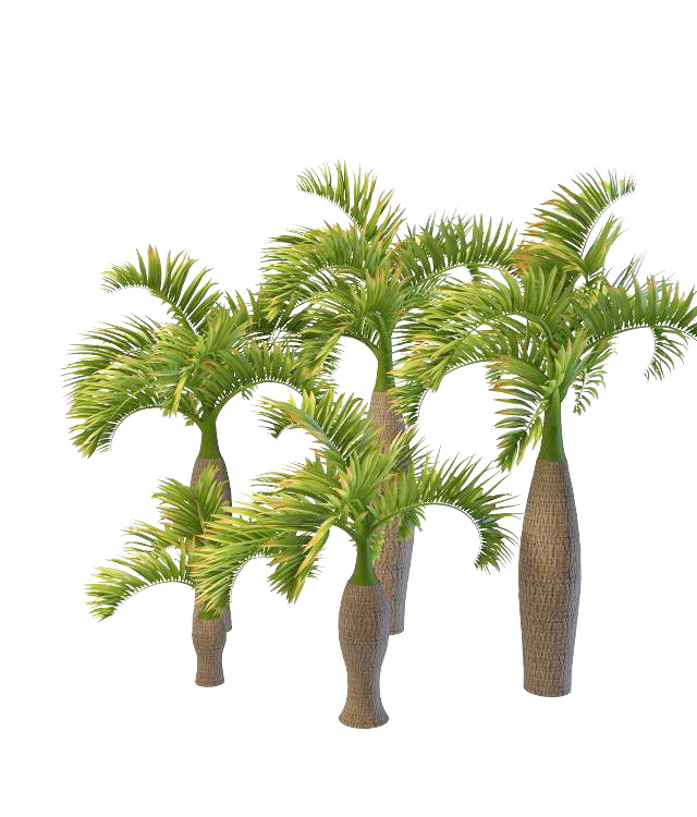 Varieties of bottle palm tree 3d rendering