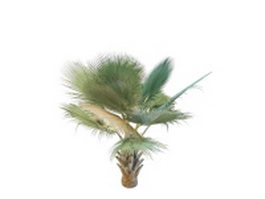 Bismarckia Nobilis Palm 3d model preview