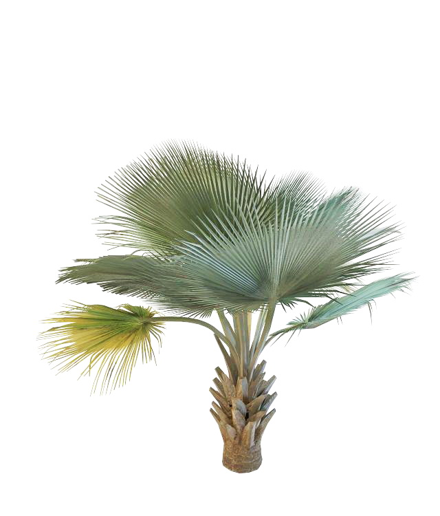 Bismarckia Nobilis Palm 3d rendering