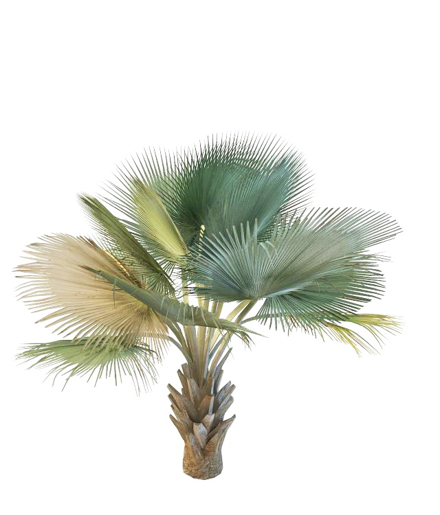 Bismarckia Nobilis Palm 3d rendering
