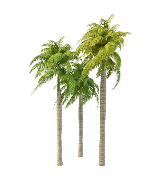 Royal palm ornamental trees 3d rendering