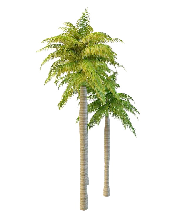 Royal palm ornamental trees 3d rendering