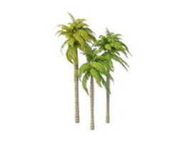Royal palm ornamental trees 3d model preview