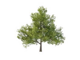 Oriental white oak tree 3d model preview