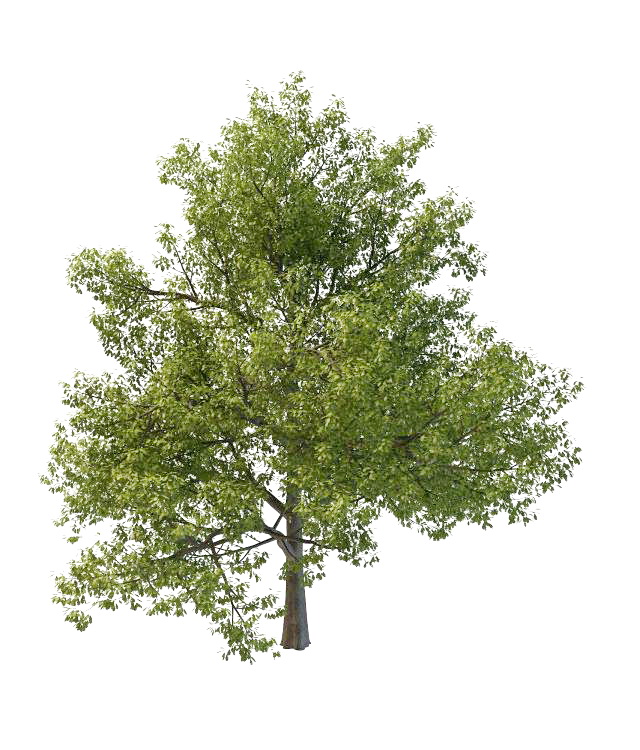 Oriental white oak tree 3d rendering