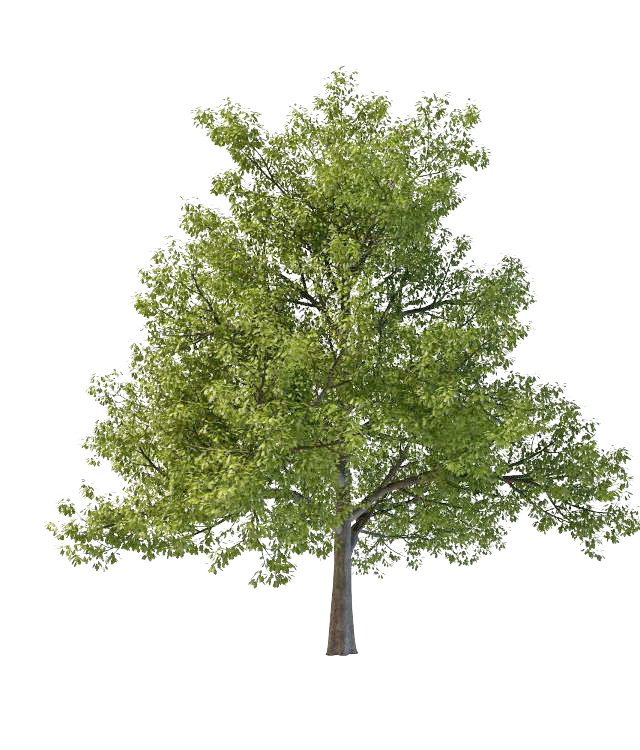 Oriental white oak tree 3d rendering