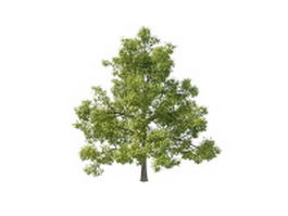 North America oak tree 3d model preview
