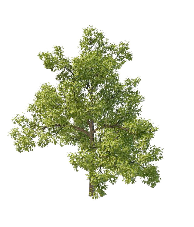 North America oak tree 3d rendering